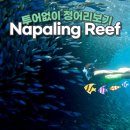 보홀 나팔링 정어리 셀프로 가기. 입장료 비용 일정(투어 비추천)
