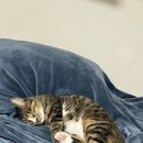 안녕하세요 찰리 집사입니다. 이미지