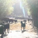 전남흑염소농장 이미지