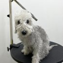 더펫미용실 이미지