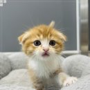 동행 애견 돌봄센터 하남점 | 하남유기견보호소 동행 애견돌봄센터 파양묘분양