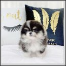 광주강아지분양 펫블리 애견 샵 | 청결 관리부터 1:1 케어까지, 광주 강아지분양 펫블리 애견샵에서 건강한 강아지를 가족으로 맞이한 후기