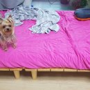 회원동물메디컬센터 이미지