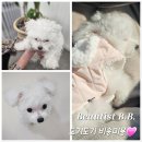 개컷 | 화곡동 강아지 미용 도기도기 개편함