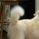 굿프렌즈동물병원 이미지