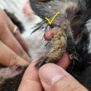 나은동물병원 이미지