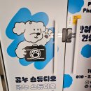 견생일기 | 콩누 스튜디오 : 견생샷 내돈내산 대만족 후기.