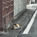 부림세차장 | 남에 번쩍 북에 번쩍은 안 되나요