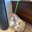 다다모모 이미지