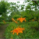 릴리(Lily) 이미지