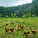 푸른행복농장 이미지