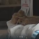 빅토리아펫 강아지고양이 잠실점 이미지