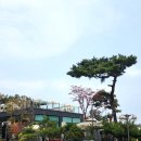 ABC행복학습타운 | 시흥 소래산 벚꽃놀이 - 몬테인 브런치카페 &amp; 더숲소전미술관 &amp; ABC 행복학습타운 꽃길산책까지 완벽!