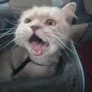 아빠손동물병원 | 유럽 EU국 반려동물 출국, 고양이랑 오스트리아 비엔나 가기(2) - 출국, 지옥같았던 그날