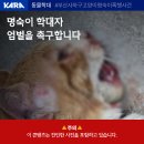 ⚠️주의⚠️ 고양이 명숙이 학대범 엄벌 청원 (1분도 안걸려요) 이미지