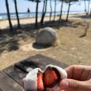 동해 기념품으로 강추하는 동해수제찹살떡🫶🏻🍡