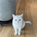 짝꿍댕이 이미지