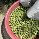 매화목장 이미지