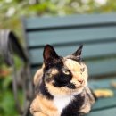 아미스테이 이미지