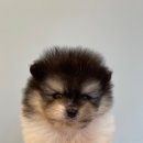 이정훈강아지다산점