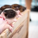 돼지세상 이미지