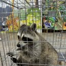 애니멀스쿨 이미지