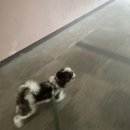 올리브펫살롱 | 토리스토리 / 사직 올리브펫 살롱 /읍천리