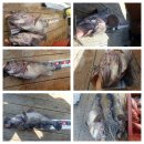 피쉬헌터 이미지