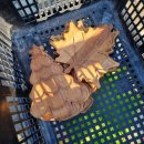 와부초등학교(병설) 이미지