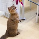 키튼히얼 고양이분양 김포본점 이미지