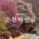 순천매산고등학교 | 순천 매화 명소 매산고, 지금 가장 예쁠 때! 방문 후기 | 주차·사진 명당 총정리