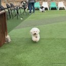 전설의 그루밍 이미지