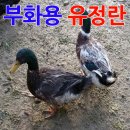 늘푸른청계농원 이미지