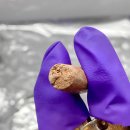 화학시험연구소길R | 무턱댄 올리브 오일, 그 신화 검증에 나선 영국 화학도