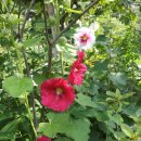 접시꽃민박 이미지