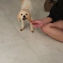 복실이와나비