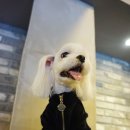 말랑 네이버블로그