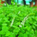 하얀허브 이미지