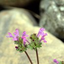 순창밥상 이미지