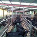 늘푸른 흑염소농장 이미지