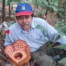 Expert: Two new Rafflesia species found 이미지