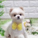 휴 애견미용 이미지