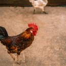 하나로농장-2 이미지