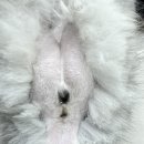 부산고양이미용&호텔 무냥무냥 대연점 이미지