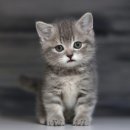 제주브리더서비스 | 대구먼치킨분양 귀엽고 사랑스러운 묘연을 찾아요^^.