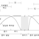 종자 성숙 지베렐린&옥신 이미지