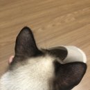 파란동물병원 이미지