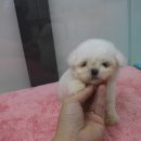 러블릿캔넬 이미지