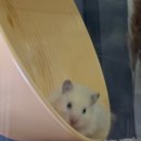 라인 & 탭댄스 | 직장인이 된 첫 주, 생일부터 시작해서 수상하게 바쁜 그녀