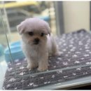 도그마루 이미지